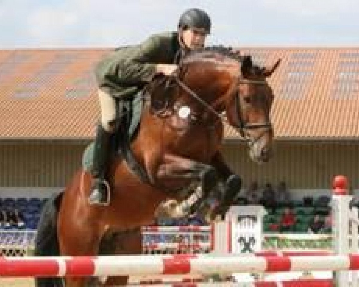 Deckhengst Con Ferro (Mecklenburger, 2003, von Continue)