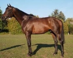 stallion Bodyguard of Spain xx (Thoroughbred, 1999, from Surako xx)