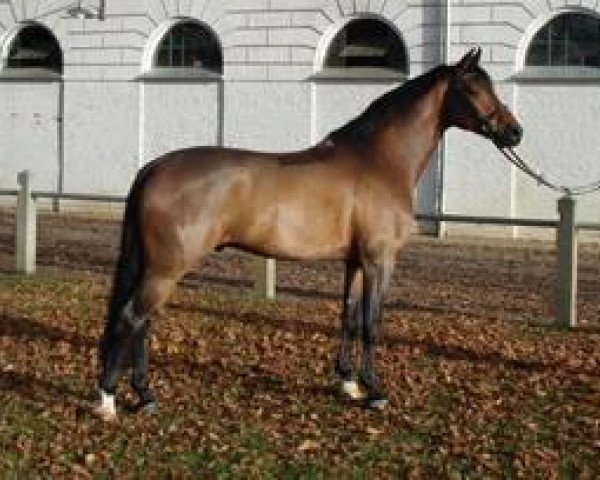 stallion Sadomant (Mecklenburg, 2005, from Saverio)