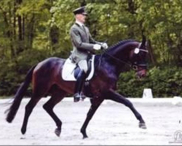 stallion Lewitz (Mecklenburg, 2004, from Lord Sinclair III)