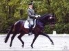 stallion Lewitz (Mecklenburg, 2004, from Lord Sinclair III)