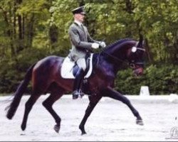 stallion Lewitz (Mecklenburg, 2004, from Lord Sinclair III)