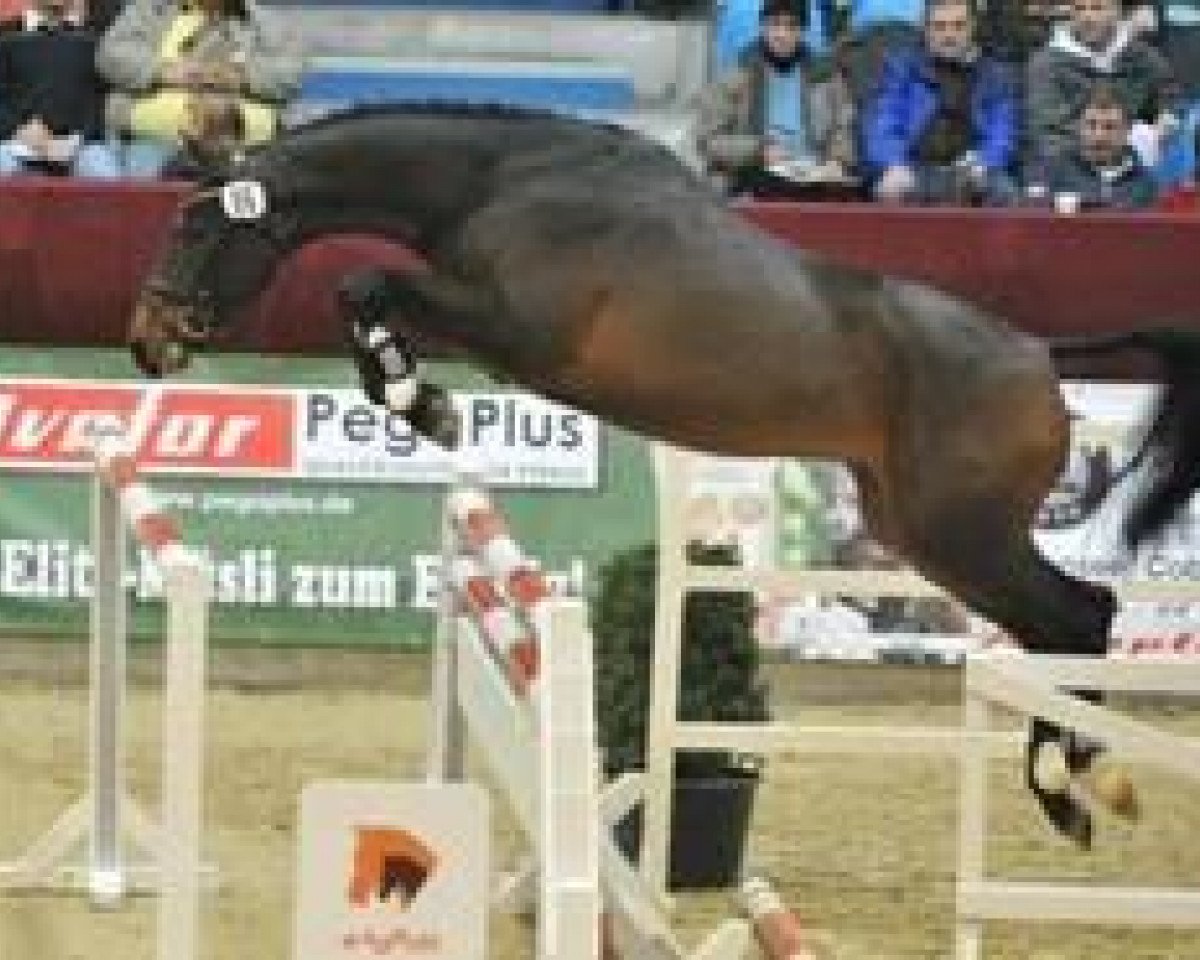 Deckhengst Grenzgänger (Deutsches Sportpferd, 2007, von Moosbachhofs Goldwing)