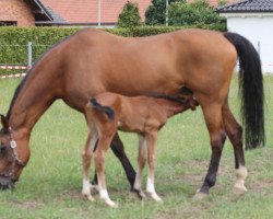 broodmare Ricarda D (Oldenburg, 1998, from Rio Zeus)