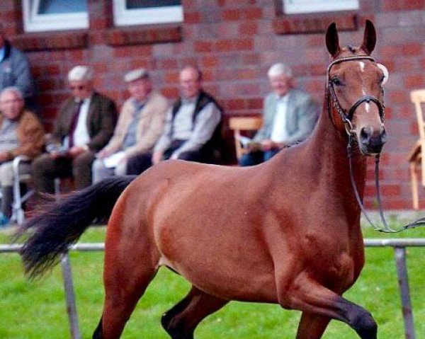 broodmare Chequilla G (Hanoverian, 2011, from Chequille 2)
