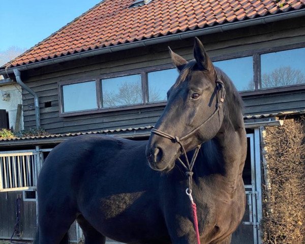 broodmare RIVA (Westphalian, 2006, from Rockford)