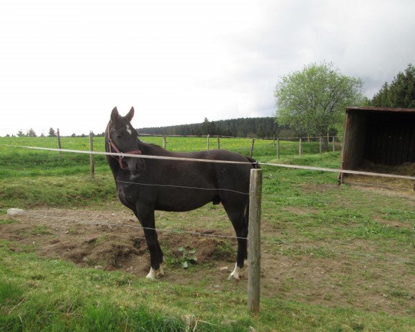 Pferd Rockys Revolution (Quarab, 2010)