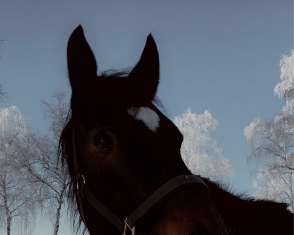 jumper Gille (Hanoverian, 2008, from Chequille 2)