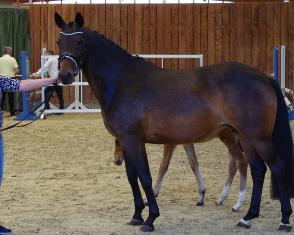 broodmare Kate L (Trakehner, 2016, from Windsor)