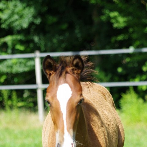 Springpferd Kygo L (Trakehner, 2020, von Tecumseh)