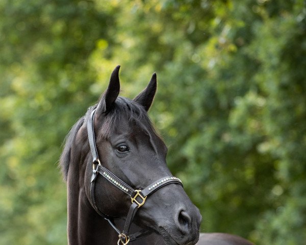 broodmare Feine Deern (Oldenburg, 2014, from Follow Me OLD)