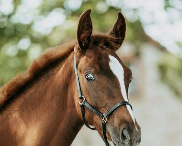 dressage horse Color Selection L (Oldenburg, 2021, from Confess Color)