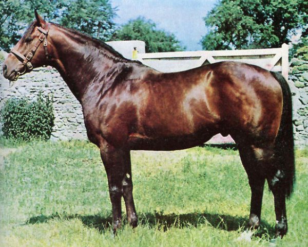 stallion Hul A Hul xx (Thoroughbred, 1962, from Native Dancer xx)