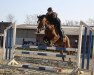 broodmare Tequila Sunrise 74 (German Riding Pony, 2013, from Top Dubidu)