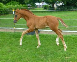 dressage horse Quickstep (Hanoverian, 2013, from Quaterback)