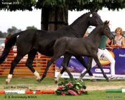 horse Stuet von Last Man Standing (Rhinelander, 2013, from Last Man Standing)