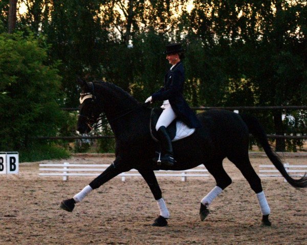 dressage horse Detroit (Württemberger, 1992, from Donnerschlag)