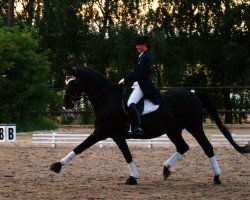 dressage horse Detroit (Württemberger, 1992, from Donnerschlag)