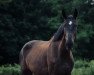 dressage horse Kaspar (Rhinelander, 2013, from Kardinal)