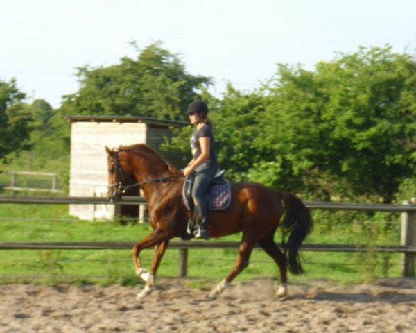 broodmare Donna Clara (Hanoverian, 2004, from Don Cavallo)