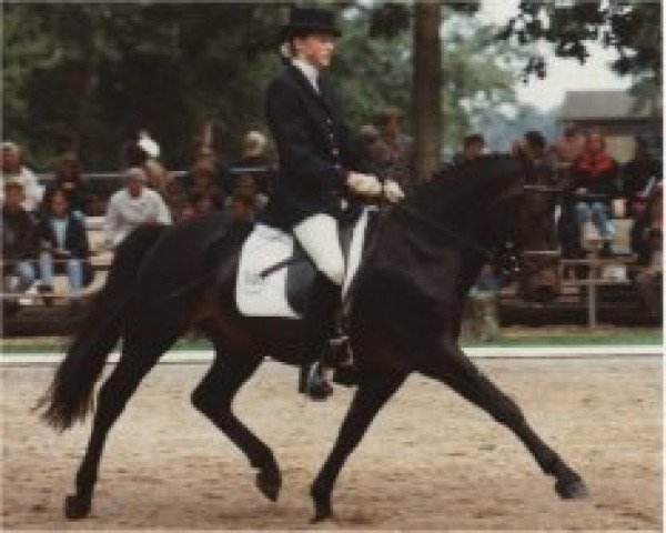 stallion Morning Sun (New Forest Pony, 1990, from Maritim I)
