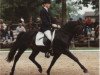 stallion Morning Sun (New Forest Pony, 1990, from Maritim I)