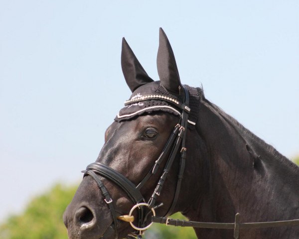 dressage horse Deep Love (Hanoverian, 2009, from Don Frederico)