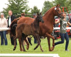 Springpferd Captain Jack's Mini (Westfale, 2013, von Captain Jack 44)