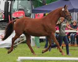 broodmare Pia Elisa (Westphalian, 1996, from Damenstolz)