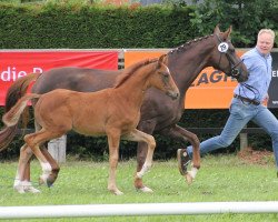 horse Hengst von Quattro B / Florencio I (Westphalian, 2013, from Quattro B)