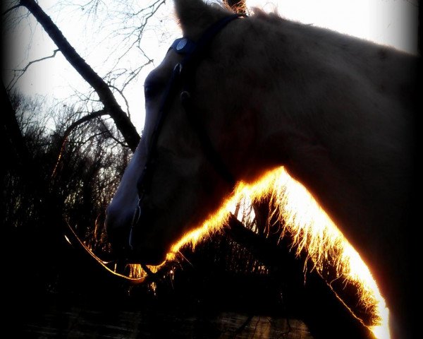 Pferd Scarlett (Connemara-Pony, 1998, von Ladylover)