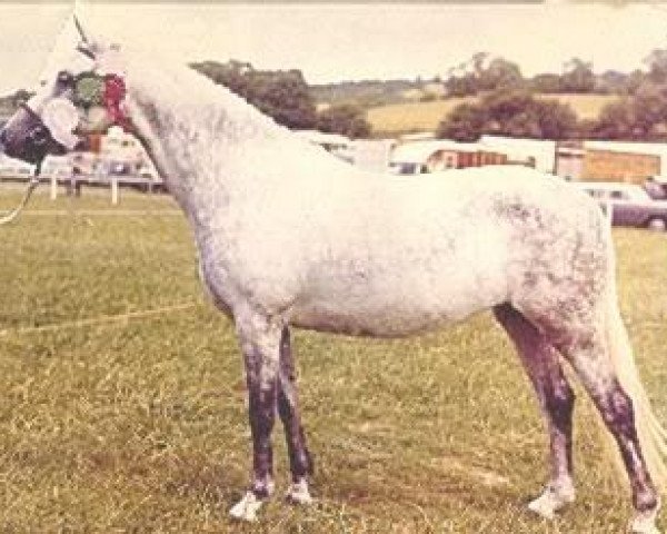 Zuchtstute Gredington Blodyn (Welsh Pony (Sek.B), 1964, von Coed Coch Berwynfa)