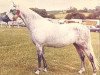 Zuchtstute Gredington Blodyn (Welsh Pony (Sek.B), 1964, von Coed Coch Berwynfa)