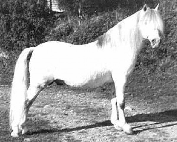 Deckhengst Rhyd-y-Felin Swgwr (Welsh Mountain Pony (Sek.A), 1957, von Coed Coch Glyndwr)
