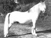 stallion Rhyd-y-Felin Swgwr (Welsh mountain pony (SEK.A), 1957, from Coed Coch Glyndwr)