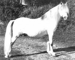 stallion Rhyd-y-Felin Swgwr (Welsh mountain pony (SEK.A), 1957, from Coed Coch Glyndwr)