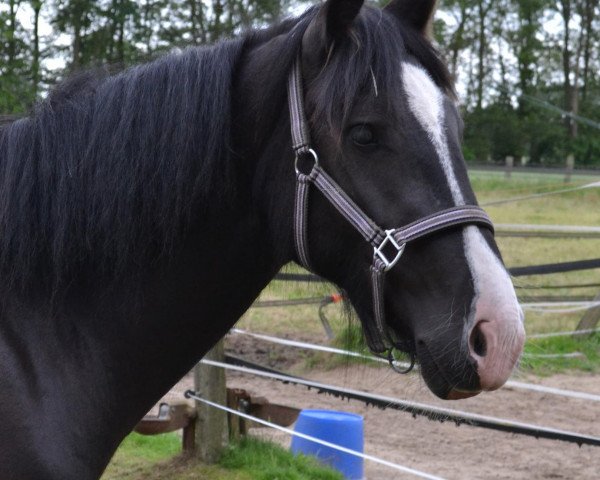 dressage horse Tequila vom Tinkerhof (Tinker / Irish Cob / Gypsy Vanner, 2010, from Calino)