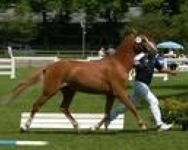 dressage horse Giglbergs Jaspis (German Riding Pony, 2004, from Giglberg Spotlight)