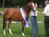 Zuchtstute Sally (Deutsches Reitpony, 2002, von Giglberg Spotlight)