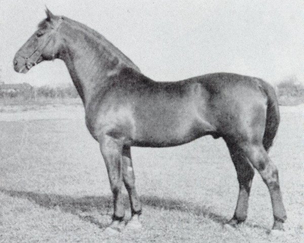 stallion Heisssporn (Holsteiner, 1940, from Heintze)