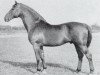 stallion Heisssporn (Holsteiner, 1940, from Heintze)