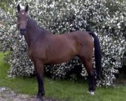 broodmare Goldika (Hanoverian, 1986, from Grand Royal)