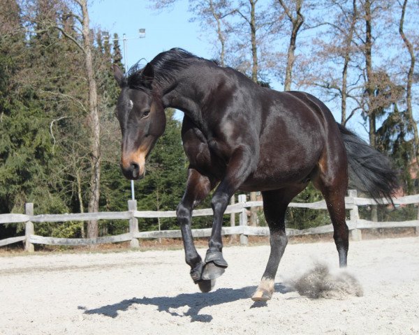 broodmare Ramira (German Warmblood, 2004, from Anubis)