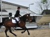 jumper Wild Lady Vera (KWPN (Royal Dutch Sporthorse), 2003, from Manhattan)