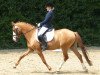 dressage horse Dolce In Colore (German Riding Pony, 2007, from FS Don't Worry)