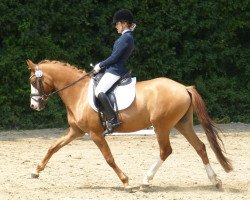 dressage horse Dolce In Colore (German Riding Pony, 2007, from FS Don't Worry)