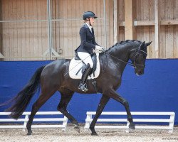 dressage horse Acapulco II (German Sport Horse, 2017, from Apache)