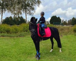 dressage horse Viva La Lola (German Riding Pony, 2014, from Del Estero NRW)