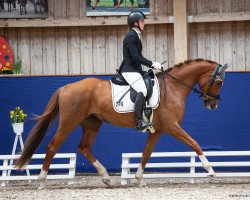 dressage horse Bohemia M (Oldenburg, 2018, from Bonds)