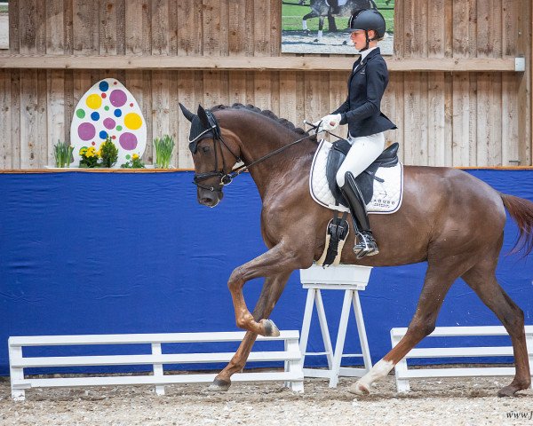 dressage horse Flaq (Oldenburg, 2018, from Fidertanz)